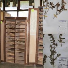 Digitization of Herbarium Collections from the College of African Wildlife Management to Enhance Learning and Research